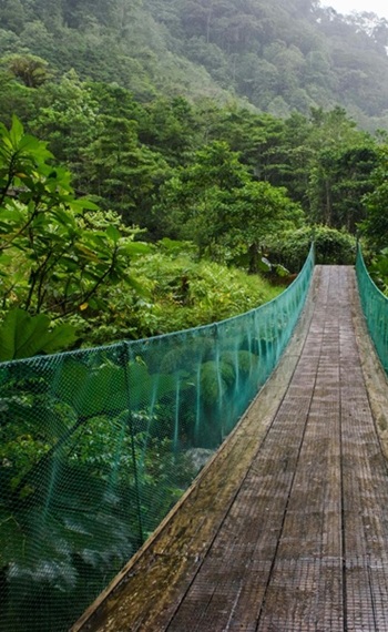 Hölzerne Fußgänger-Hängebrücke führt durch üppiges Regenwald-Grün.