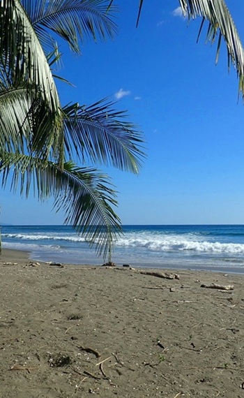 Palme an einem typischen Strand von Costa Rica mit Wellen des Pazifiks und blauem Himmel